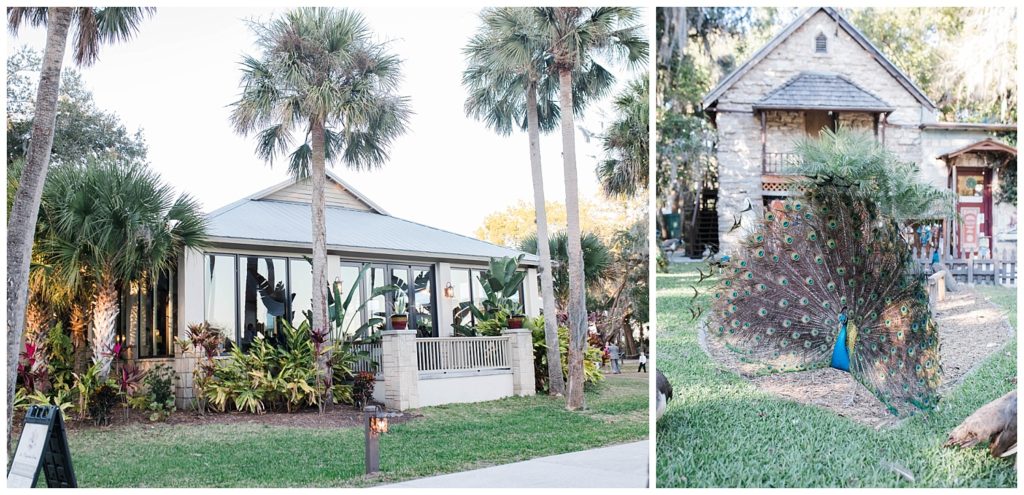 Wedding venue photos of peacock at the Fountain of Youth Wedding in St. Augustine, Florida. Photos by Captured By Lau Photography, a Florida Wedding Photographer. 