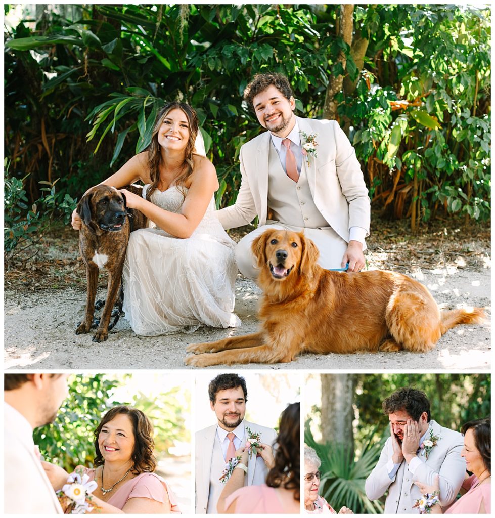 Newlyweds sporting a white lace wedding gown and a tan tuxedo pose with their brindle mix dog and Golden Retriever in front of a citrus grove at La Venture Grove wedding venue.